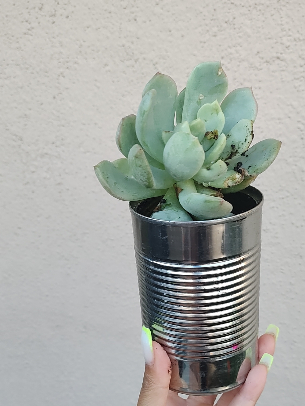 Green Succulent in Silver Planter - Home Accents